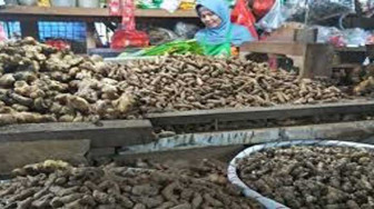 Harga Jahe Merah Meroket di Batanghari