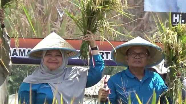 Masnah Busyroh Panen Raya di Kumpeh Ulu