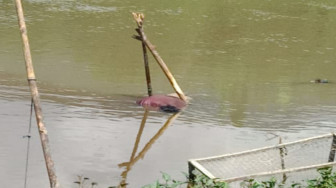 Geger, Mayat Ditemukan Mengambang di Sungai Batang Merao Kerinci