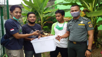 Ralu Jambee Serahkan Buaya Jenis 'Senyulong' ke Petugas BKSDA