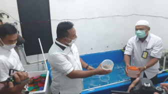 Polda Jambi Gagalkan Penyelundupan Benih Lobster Senilai Rp 6,73 Miliar