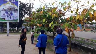 Disiram Minyak, Pohon Penghijauan Taman Kota Dirusak Orang Tak Dikenal