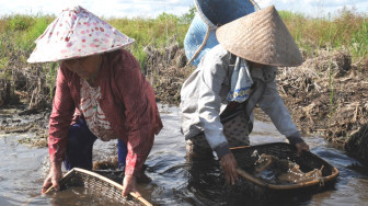 Kedaulatan Petani Kecil di Lahan Gambut
