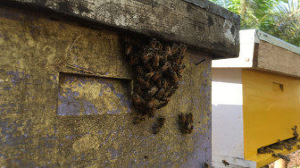 Merevitalisasi Lahan Gambut, Mengecap Manisnya Lebah Madu