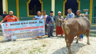 PT Caritas Bantu 4 Sapi dan 10 Kambing untuk Warga Sekitar Areal Tambang