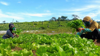 Petani Hutan Tebo Sukses Kembangkan Pertanian Hortikultura