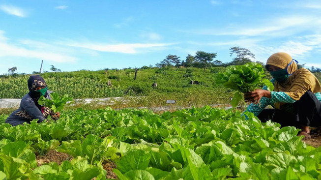 Petani Hutan Tebo Sukses Kembangkan Pertanian Hortikultura
