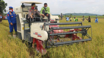 Kapolda Jambi Panen Raya Padi Rawa