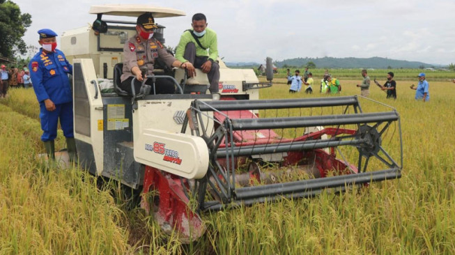 Kapolda Jambi Panen Raya Padi Rawa