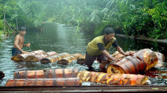 Sagu, Tanaman Endemik Gambut Makanan Khas Orang Indonesia