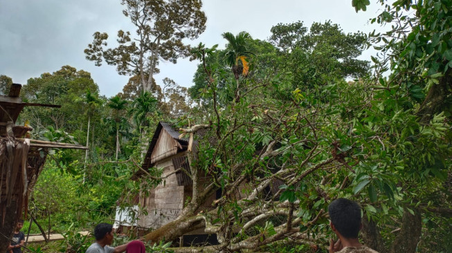Angin Kencang Terjang Aceh Selatan, Satu Warga Meninggal Tertimpa Pohon