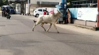 Sapi Qurban Lepas, Nyaris Seruduk Pengendara