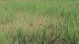 Puluhan Hektar Sawah Petani Simpang Datuk Diserang Hama Wereng
