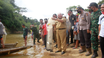 Bupati Safrial Panen Ikan Sungai Lubuk Larangan Raja Gagak Dusun Mudo