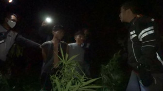 Polsek Lembah Masurai Temukan Dua Hektar Ladang Ganja