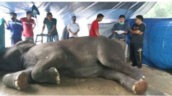 Gajah Betina Taman Rimba Mati, Begini Kronolisnya....