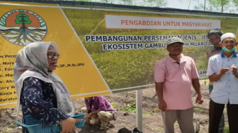 Pembangunan Persemaian Jenis-jenis Pohon Ekosistem Gambut di KPH Muaro Jambi