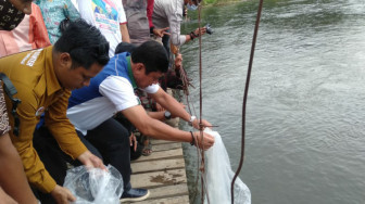 Di Sungai Batang Merangin, Syafril Nursal Tebar Benih Ikan