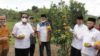 Syafril Nursal Harap Jeruk Gerga Kerinci Menjadi Jeruk Nomor Satu Dunia