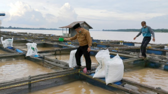 Pantau Kerambah Ikan, Al Haris : Perlu Tingkatkan Nilai Tambah