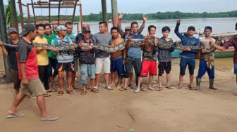 Warga Sekernan Tangkap Ular Piton Sepanjang Sembilan Meter