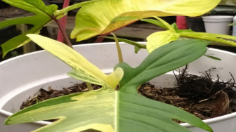 Phiodendron Florida Beauty, Si Cantik Harga Selangit