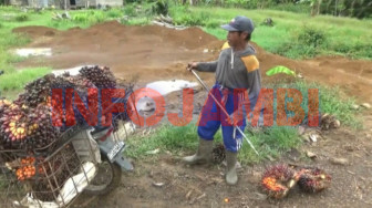 Harga Sawit Naik, Produksi TBS Malah Ngetrek
