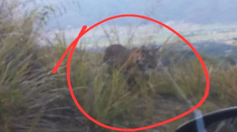 Ngeriiii…. Harimau Muncul Dekat Taman Wisata Kopi Depati Tujuh