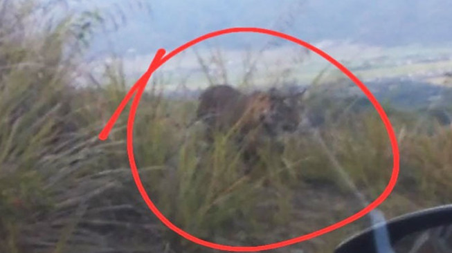 Ngeriiii…. Harimau Muncul Dekat Taman Wisata Kopi Depati Tujuh