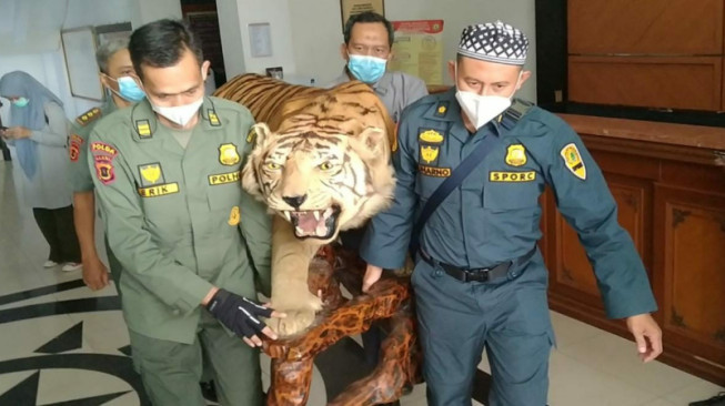 Polda Jambi dan KLHK Gagalkan Perdagangan Satwa Dilindungi