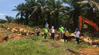 Tumbang Perdana KUD Manunggal Jaya Menandai Regenerasi Sawit di Merlung