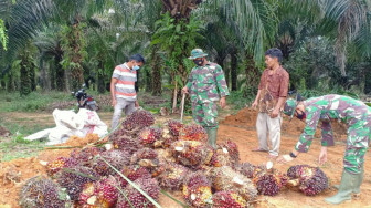 Harga TBS Terjun Bebas, Harga Pupuk Bertahan