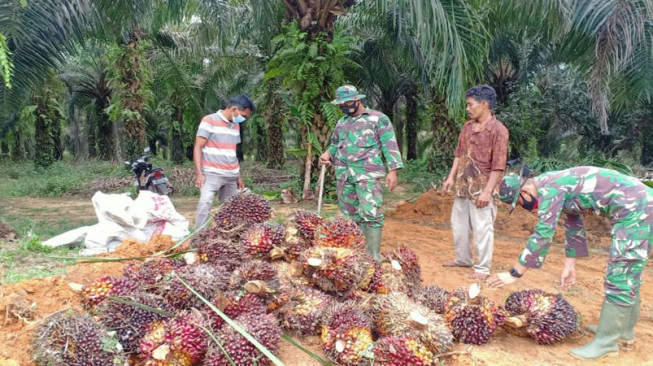 Harga TBS Terjun Bebas, Harga Pupuk Bertahan