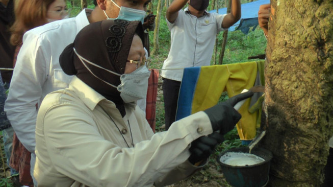 Di Jambi, Risma Menyadap Getah Karet