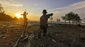 Peduli Ekosistem Jajaran Polres Tanjab Barat Tanam 2001 Bibit Mangrove