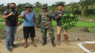 Dekat dengan Petani, Dua Petinggi Kodim Batanghari Ini Bantu Panen Sayur