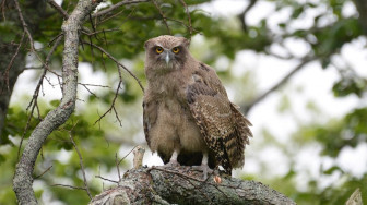 Burung Hantu Terbesar di Dunia, Langka dan Terancam Punah