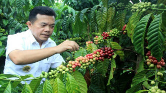 Kopi Robusta Merangin Sudah Bersertifikat, Al Haris : Tidak Ada Duanya