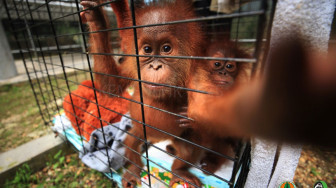 BKSDA Jambi Terima Dua Anak Orang Utan