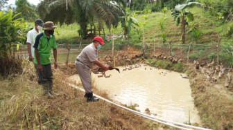 Dukung Peningkatan Ekonomi Desa, Asian Agri Bantu Bebek Petelur