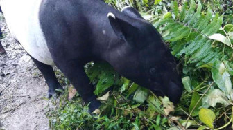 Tapir Jumbo Hebohkan Pengendara Sungaipenuh-Tapan