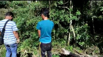 Digaruk Polisi Jangkat, Dikira Maling Kopi, Ternyata Penanam Ganja