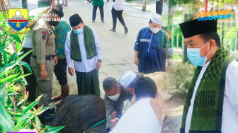 Al Haris Shalat Idul Adha dan Potong Sapi Kurban di Rumah Dinas