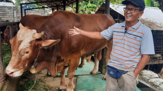 Giliran Warga Aurduri Nikmati Sapi Kurban dari Jokowi