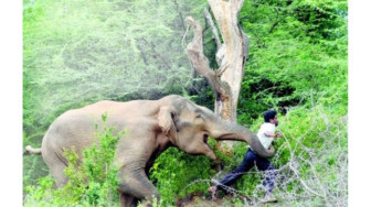 Ngeri, Gajah Liar Asal Jambi Hantam Warga Riau Pakai Belalai