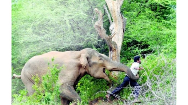Ngeri, Gajah Liar Asal Jambi Hantam Warga Riau Pakai Belalai
