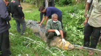 Resahkan Warga Sungai Gelam, BKSDA Tangkap Buaya Ukuran Raksasa