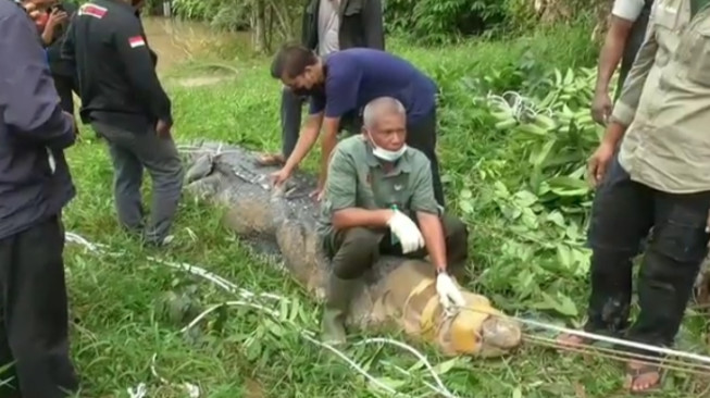 Resahkan Warga Sungai Gelam, BKSDA Tangkap Buaya Ukuran Raksasa