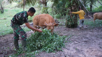 Satgas TMMD Bantu Warga Berikan Makan Sapi
