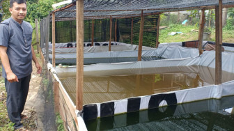 Sosok Guru Pesantren As'ad Rintis Usaha Jual Benih Ikan Gurame Soang